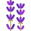 Lavender Ikona 64x64