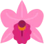 Orchid icon 64x64