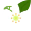 Neroli icon 64x64