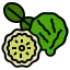 Bergamot icon 64x64