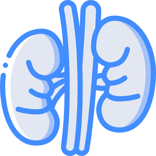 Kidney 图标