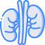 Kidney 图标 64x64