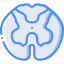 Spinal cord 图标 64x64