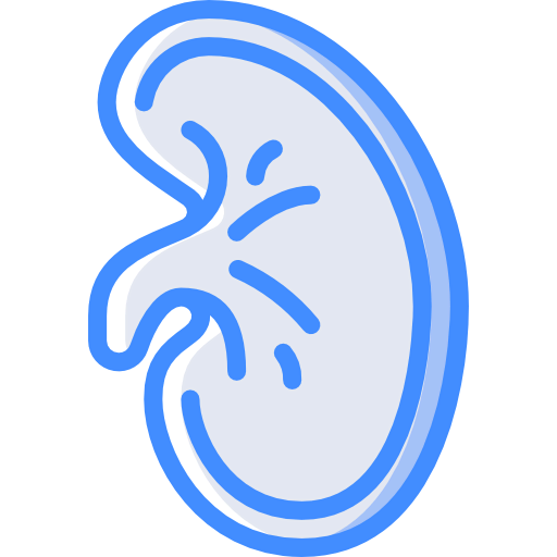 Kidney icon
