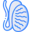 Testis 图标 64x64