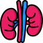 Kidney 图标 64x64