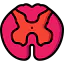 Spinal cord icon 64x64