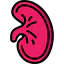 Kidney icon 64x64
