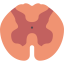 Spinal cord icon 64x64