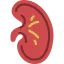 Kidney icon 64x64