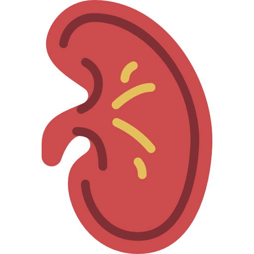 Kidney icon