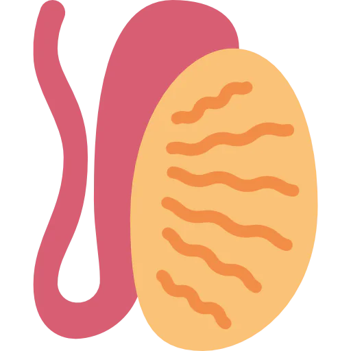 Testis icon