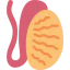 Testis icon 64x64
