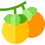 Persimmon 상 64x64