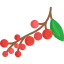 Berries icon 64x64