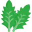 Lettuce icon 64x64