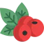 Berries icon 64x64