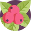 Berries icon 64x64