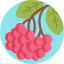 Rowan icon 64x64
