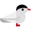 Arctic tern Ikona 64x64