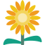 Sunflower icon 64x64