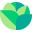 Lettuce icon 64x64