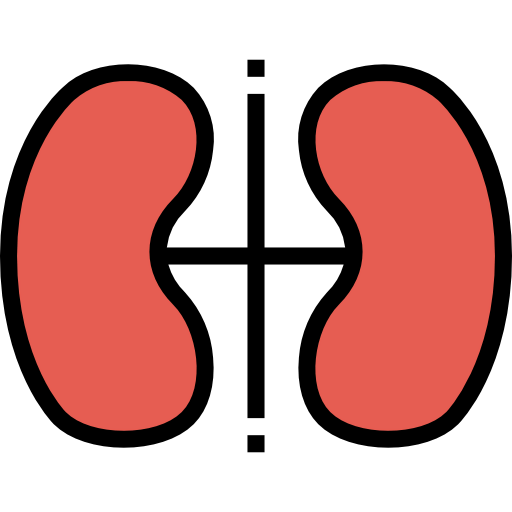 Kidney icon