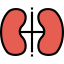 Kidney icon 64x64