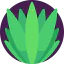 Agave icon 64x64