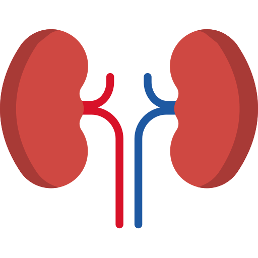 Kidney icon