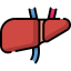 Liver icon 64x64