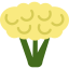 Cauliflower アイコン 64x64