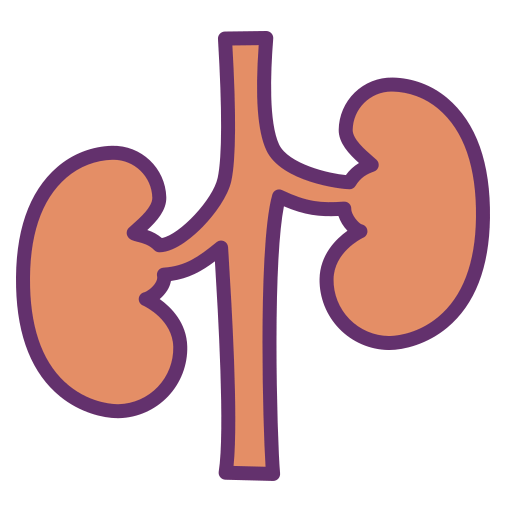 Kidney icon