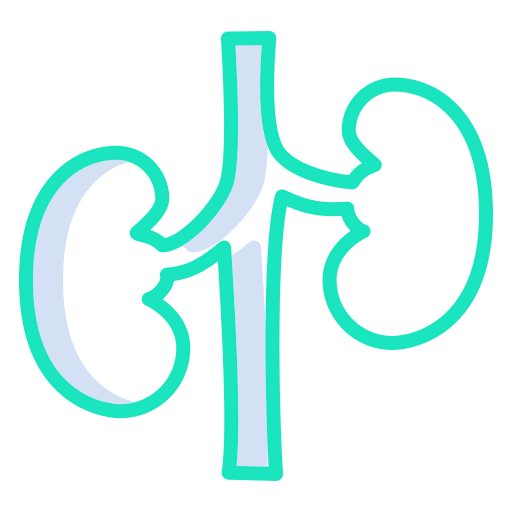 Kidney icon