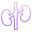 Kidney icon 64x64