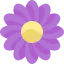 Daisies icon 64x64