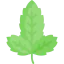 Basil アイコン 64x64