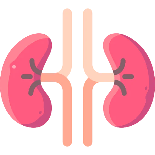Kidney icon