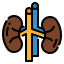 Kidney icon 64x64