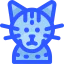 Cat icon 64x64