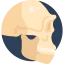 Skull icon 64x64