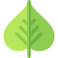 Bodhi leaf icon 64x64