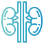 Kidneys Symbol 64x64