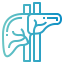 Liver Symbol 64x64