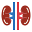 Kidneys Symbol 64x64