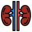Kidneys Symbol 64x64