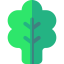Spinach biểu tượng 64x64