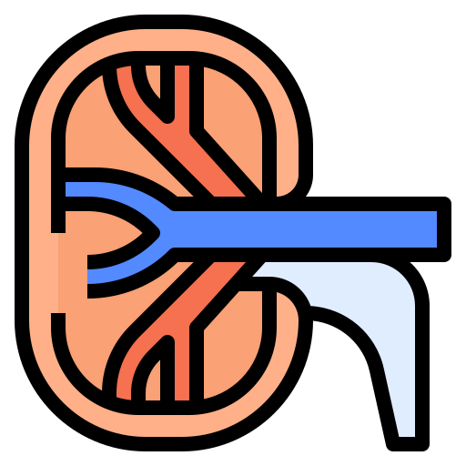 Kidney icon