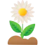 Sunflower 图标 64x64