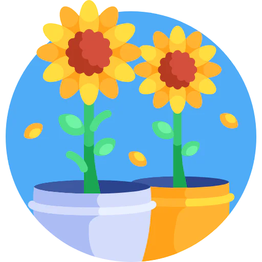 Sunflower 상